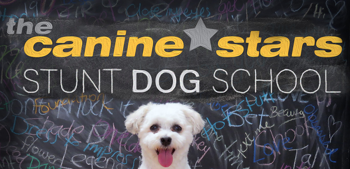 2025 Mentorship Program | Canine Stars Stunt Dog School
