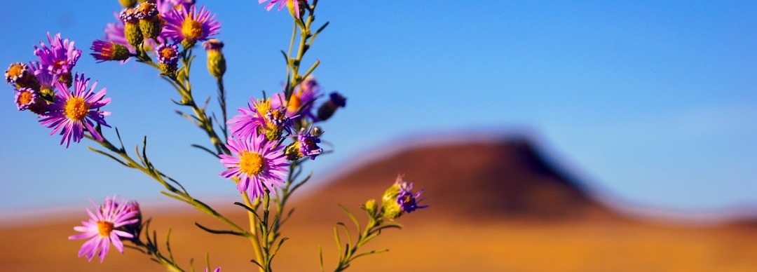 Connect New Mexico Fund's $70 Million state-led broadband grant program Thumbnail Image
